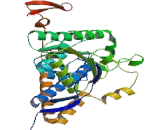 Pyruvate Dehydrogenase Alpha (PDHa)