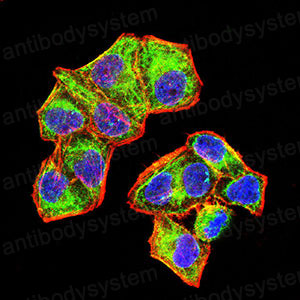 Валидация IF - AntibodySystem RHA06803