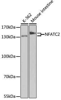 Валидация Elabscience E-AB-60842