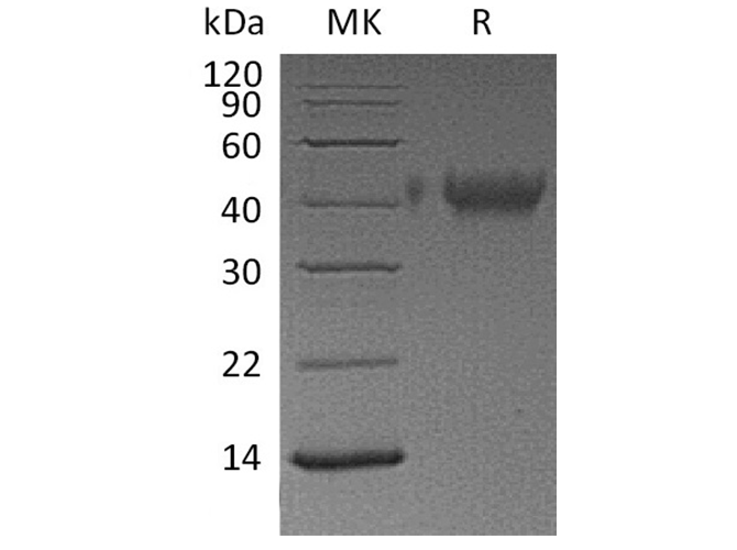 Валидация Elabscience PKSH033509(3813)