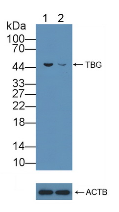 12088