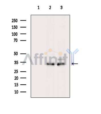 Валидация Affinity DF7732 - 19526