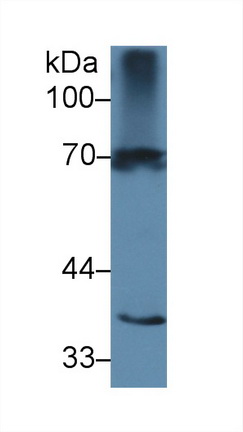 12373