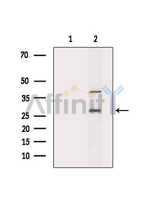Валидация Affinity DF14603 - 10623