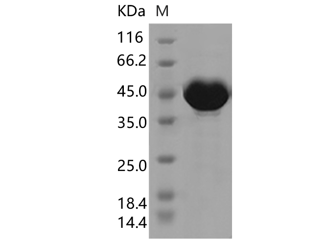 Валидация Elabscience PKSV030373(6111)