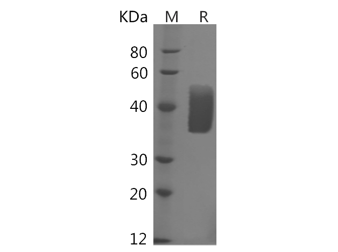 Валидация Elabscience PDMH100354(963)