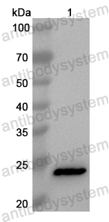 Валидация AntibodySystem PHB53901