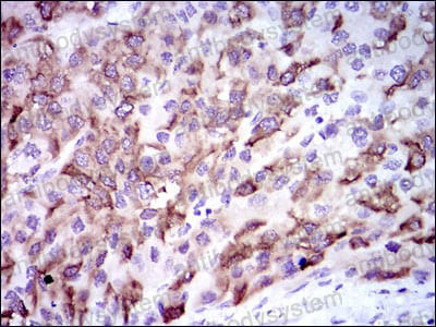 Валидация AntibodySystem RHC35402 (955)