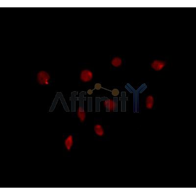 Валидация Affinity DF4593 - 16203