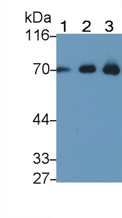 23577