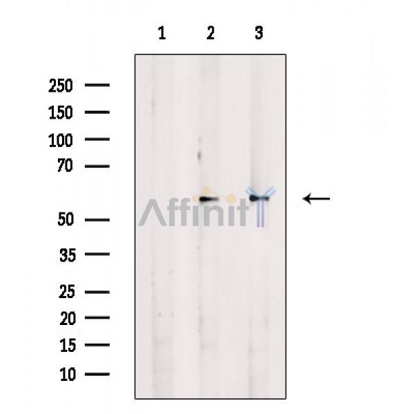 Валидация Affinity AF6819 - 4057