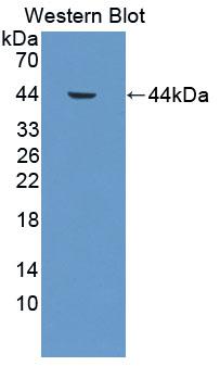 59386