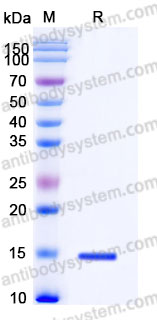YHA99201, SDS-PAGE