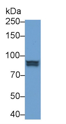 23605