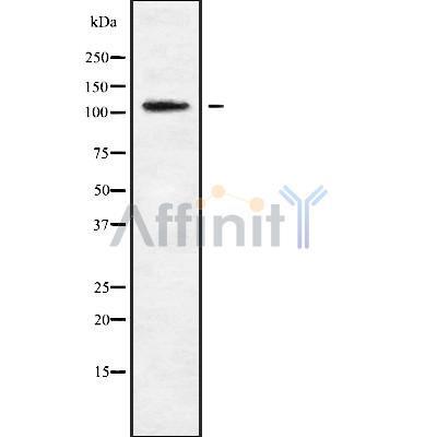 Валидация Affinity DF9019 - 21241