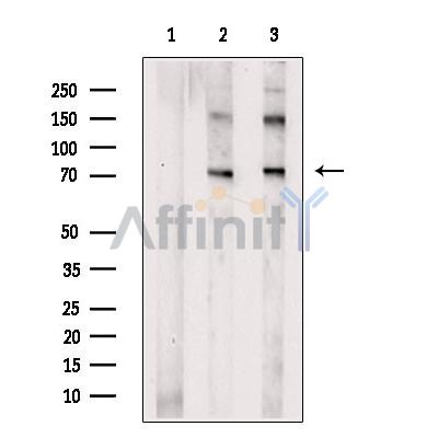 Валидация Affinity AF7934 - 4685