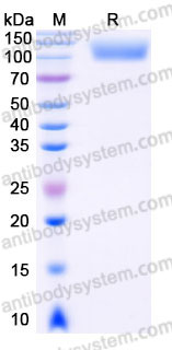 AHC25202, SDS-PAGE