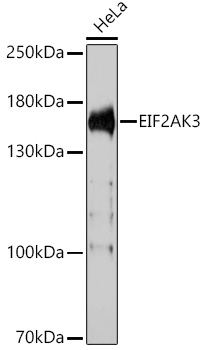 Валидация Elabscience E-AB-67315