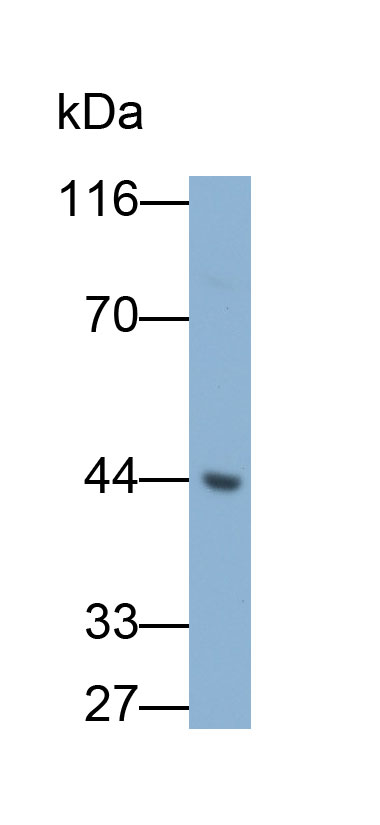 32549