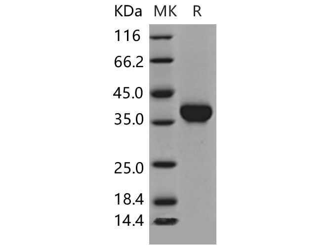 Валидация Elabscience PKSM040494(4489)