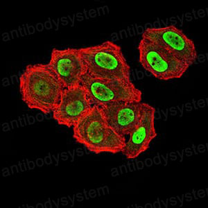 Валидация IF - AntibodySystem RHN95901