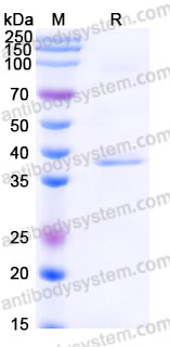 YHE86202, SDS-PAGE