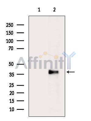 Валидация Affinity DF15894 - 12407