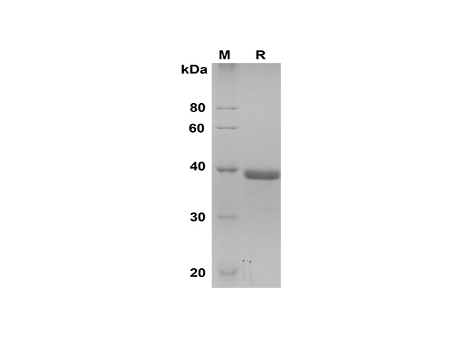 Валидация Elabscience PDMH100326(938)