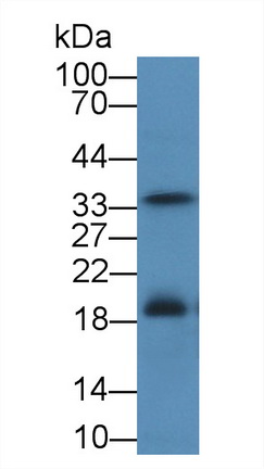 9097