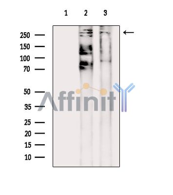 Валидация Affinity DF2398 - 12992