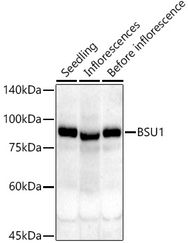 A21273, вестерн-блоттинг, ткани Arabidopsis thaliana (8096)