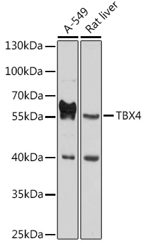 Валидация Elabscience E-AB-90234