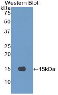 52006