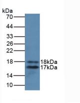 60515