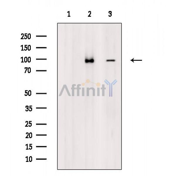 Валидация Affinity AF6598 - 3899