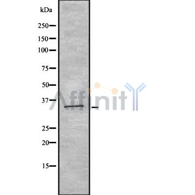Валидация Affinity DF8419 - 20292