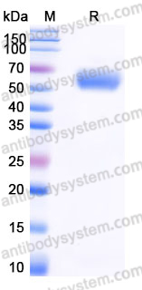 EHJ85502, SDS-PAGE