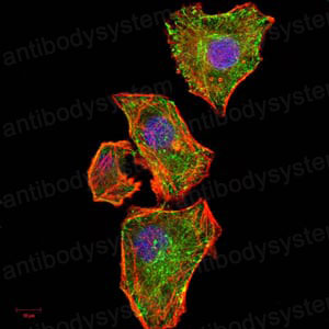 Валидация IF - AntibodySystem RHD69005