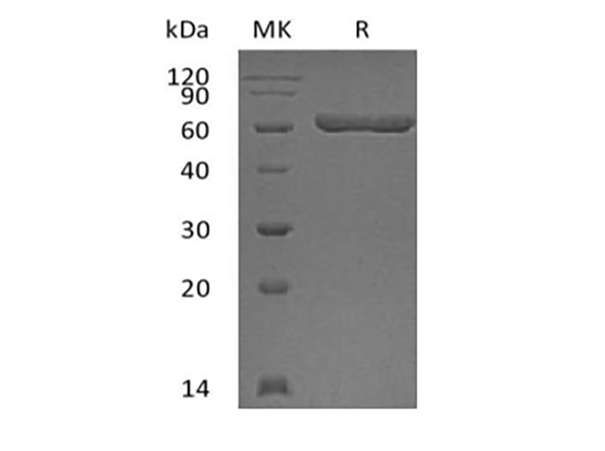 Валидация Elabscience PKSH033899(4131)