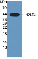 15311