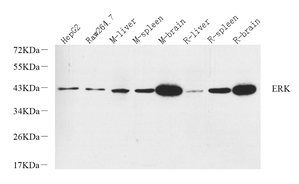 Валидация Elabscience E-AB-70240