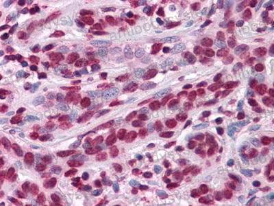 Валидация AntibodySystem RHA43403