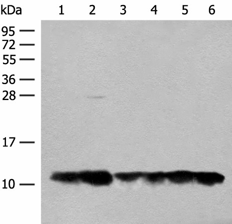 Валидация Elabscience E-AB-52677