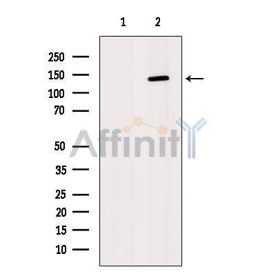 Валидация Affinity DF7520 - 19265