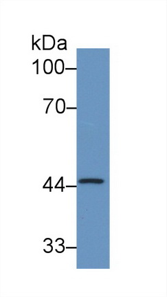 40308