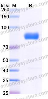 EHG15802, SDS-PAGE