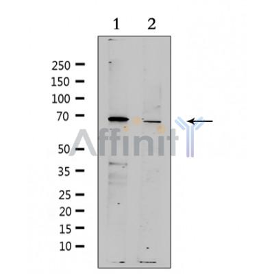 Валидация Affinity DF4642 - 16289