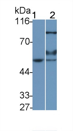 38648
