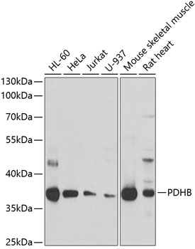 Валидация Elabscience E-AB-61420