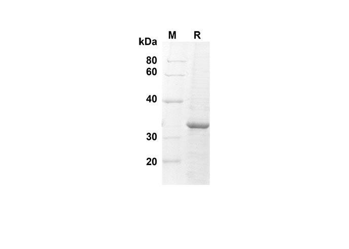 Валидация Elabscience PDEH100521(37)